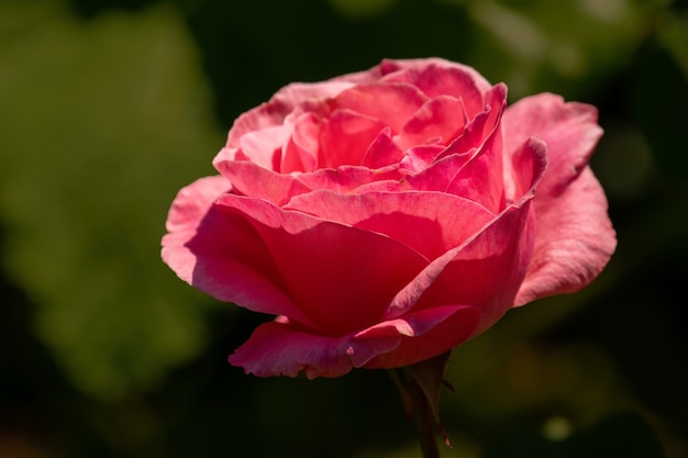 Close-up shot of a pink rose flower in its full bloom