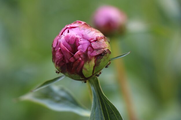 Close up shot of a purple-pink pionie in bloom