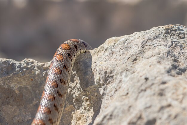 マルタの成体のヒョウモンナヘビまたはヒョウモンナチョウ、Zamenissitulaの鱗のクローズアップショット