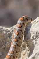 Free photo close up shot of the scales of an adult leopard snake or european ratsnake, zamenis situla, in malta