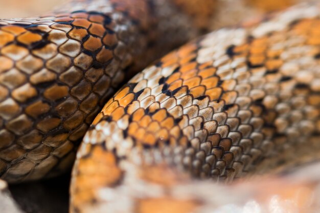 몰타에 있는 성인 표범 뱀 또는 유럽 쥐뱀, Zamenis situla의 비늘을 클로즈업