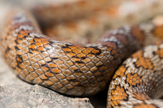 マルタの成体のヒョウモンナヘビまたはヒョウモンナチョウ、Zamenissitulaの鱗のクローズアップショット