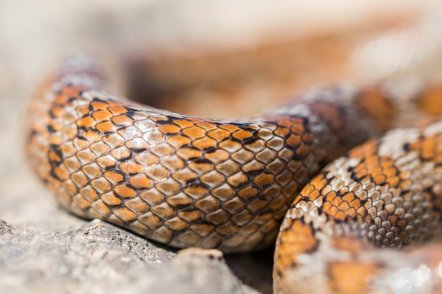 Free photo close up shot of the scales of an adult leopard snake