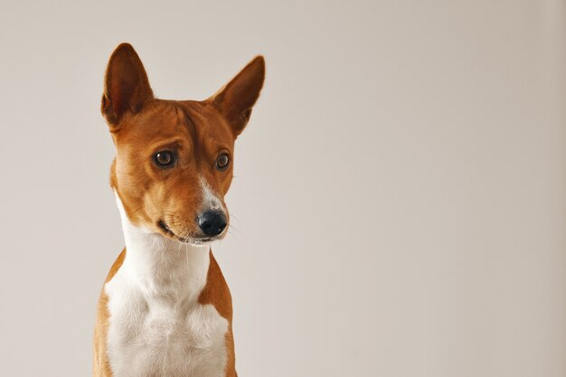 흰색에 고립 된 사려 깊은 집중된 basenji 강아지의 총을 닫습니다