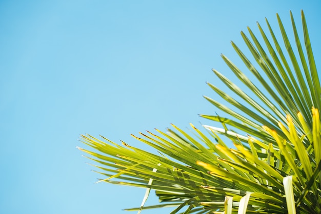 Free photo close up shot of tropical palm trees - perfect for a summer