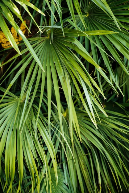Close up shot tropical palm trees