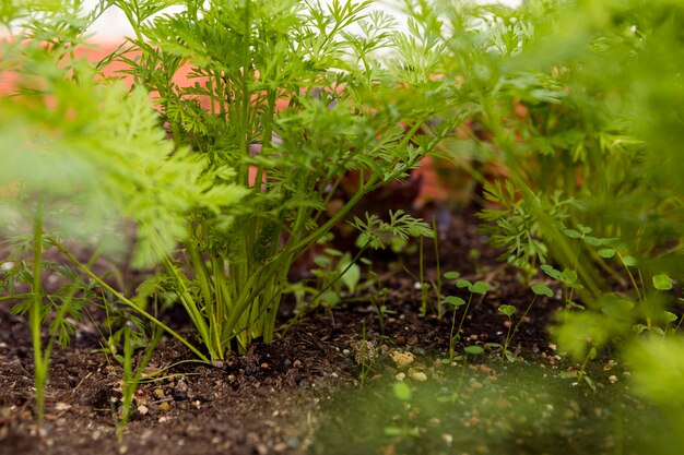 Close-up shot of vegetables in soil