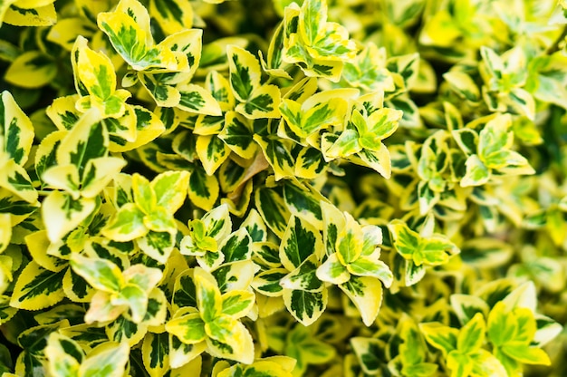 Close up shot of vibrant fortune's spindle plant in yellow and green