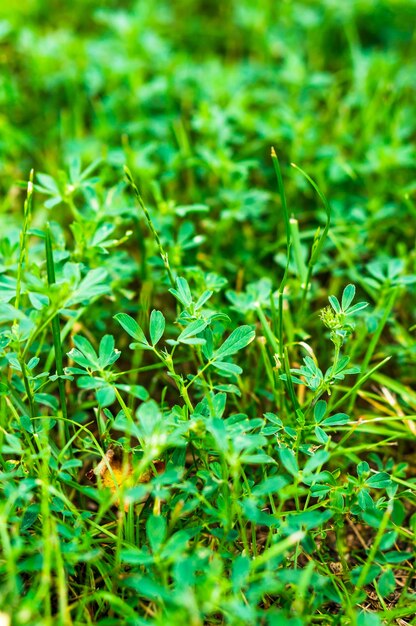 Close up shot of vibrant green grass growing under the sun