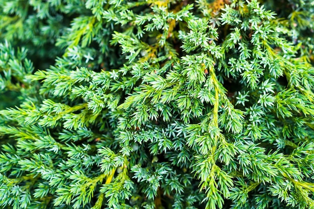 Close up shot of a vibrant pine tree bush texture