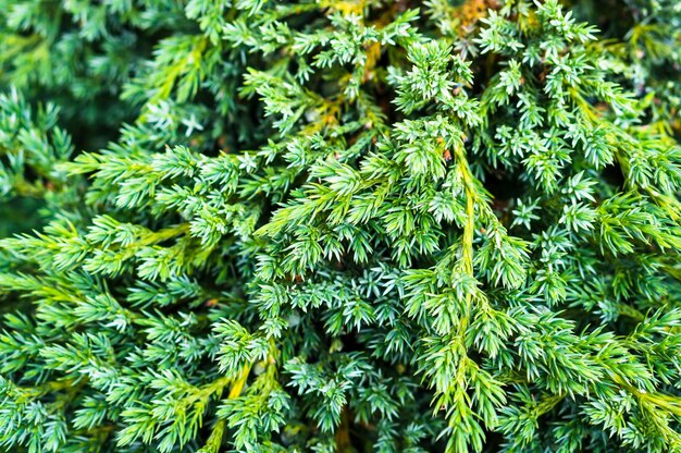 Close up shot of a vibrant pine tree bush texture