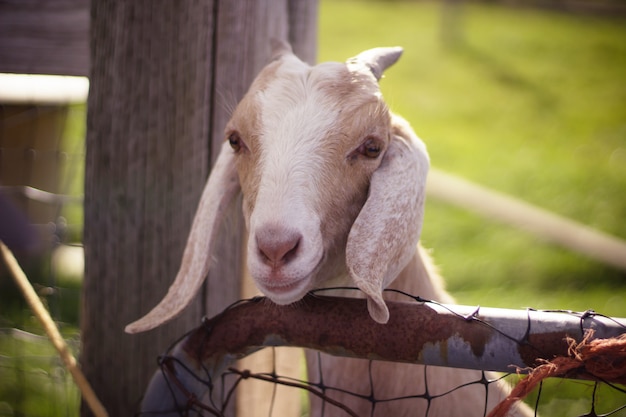 Close up shot of a white and brown goat with long ears and horns with the head over wooden fence
