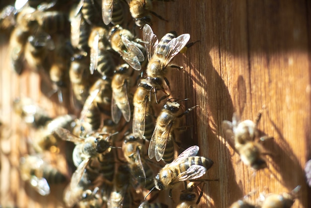 Close up shot of working honey bees at the apiary beehive.