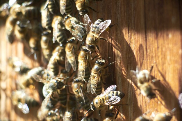 養蜂場の蜂の巣で働くミツバチのショットを閉じます。