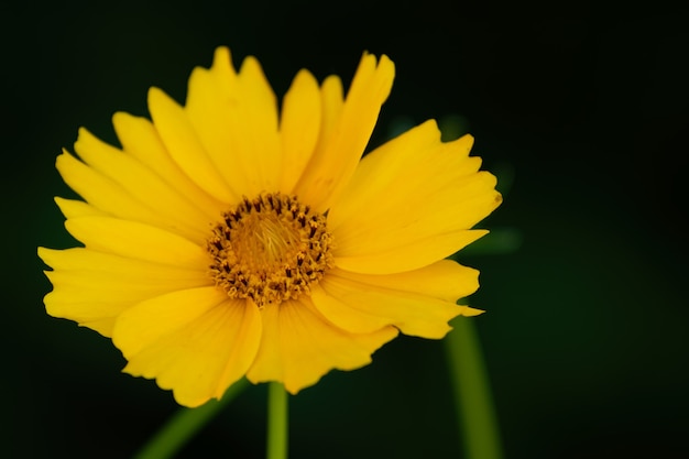 Close up shot of a yellow tickseed flower on a blurred