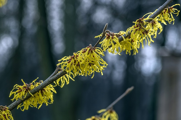 Close up show of a witch hazel shrub 