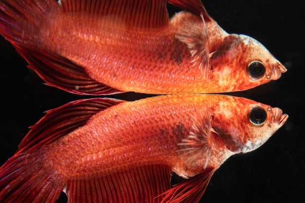 Close-up siamese fighting betta fish mirrored