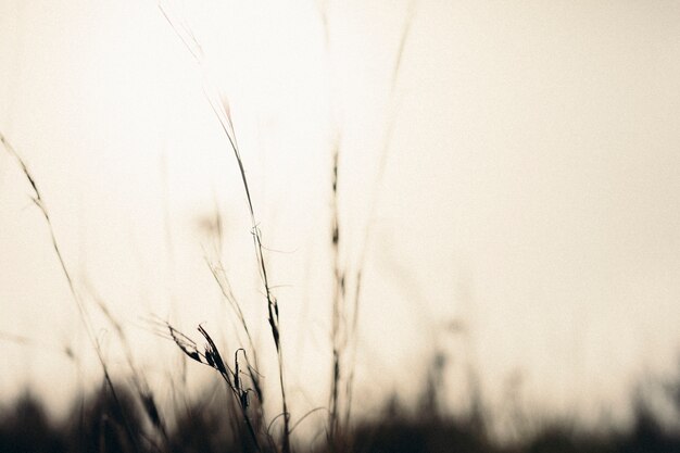 Close-up of silhouette grass against dramatic sky