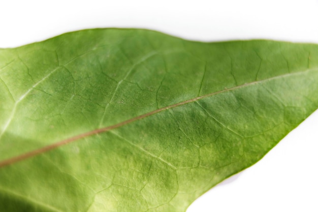 Foto gratuita primo piano di una singola foglia verde