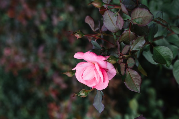 Free photo close-up of a single pink rose flower