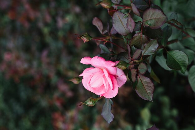 Крупный план одного розового цветка розы