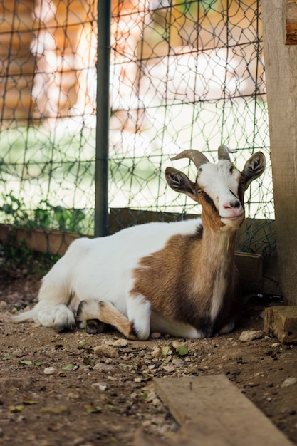 Close-up sitting farm goat in stable