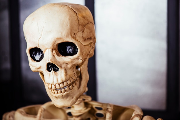 Close-up of skeleton head