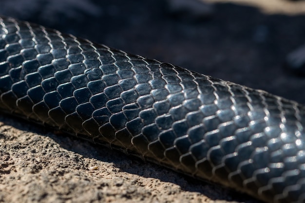 Foto gratuita primo piano delle pelli e delle squame di un serpente a frusta occidentale nero