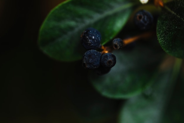 Foto gratuita piccole bacche del primo piano sull'albero