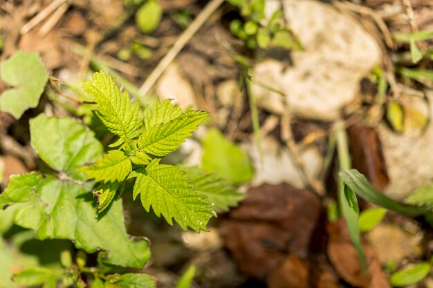 Close-up small leaves outdoors