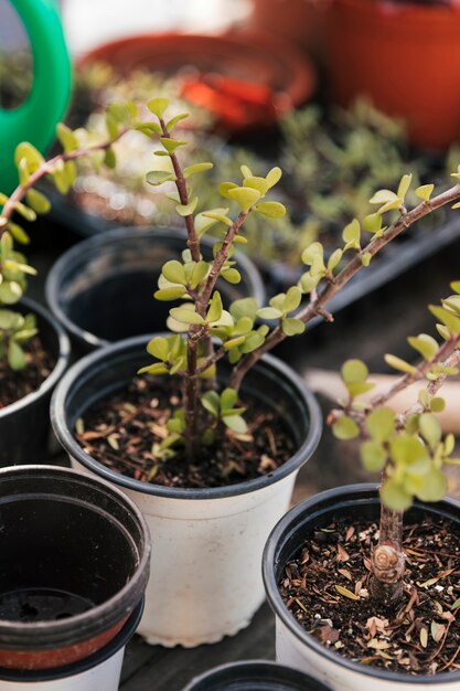 白い鍋に小さな植物のクローズアップ