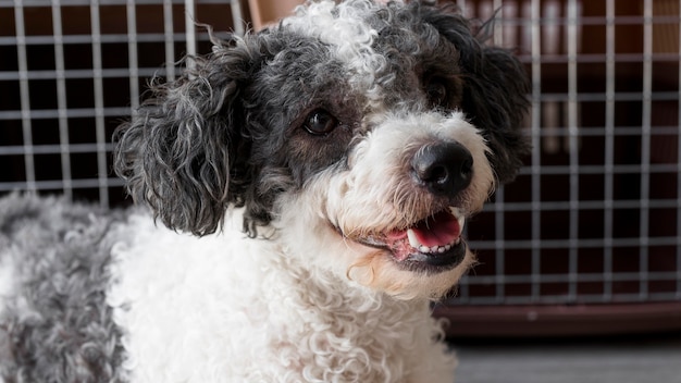 Foto gratuita cane di smiley del primo piano vicino ai canili