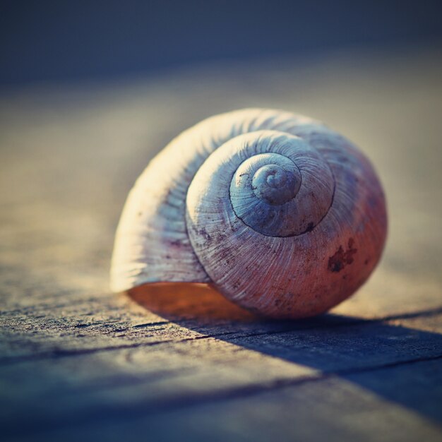 Close-up of snail shell on a plank