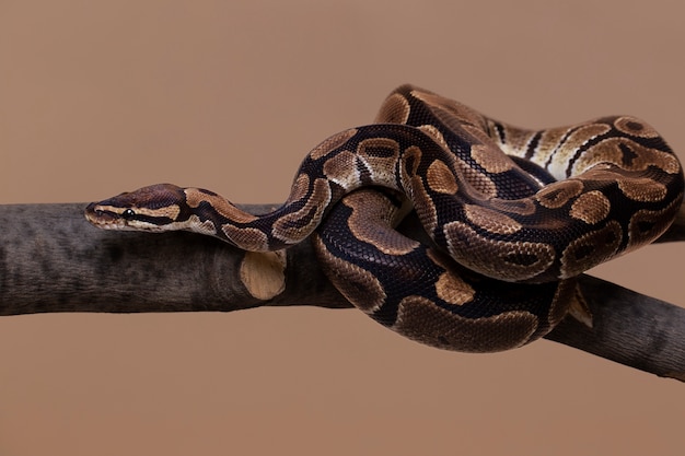 Foto gratuita primo piano sull'animale domestico serpente