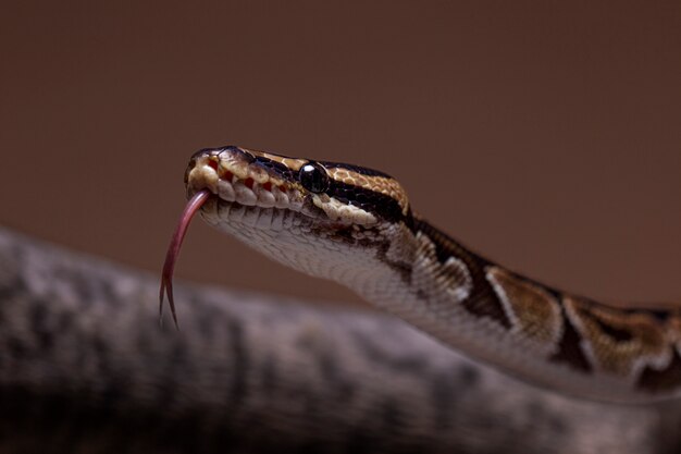 Close up on snake pet
