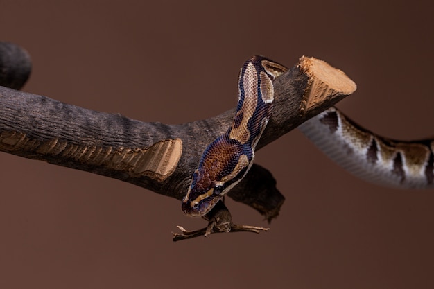 Foto gratuita primo piano sull'animale domestico serpente