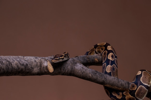 Foto gratuita primo piano sull'animale domestico serpente