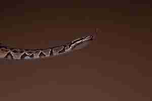 Free photo close up on snake pet