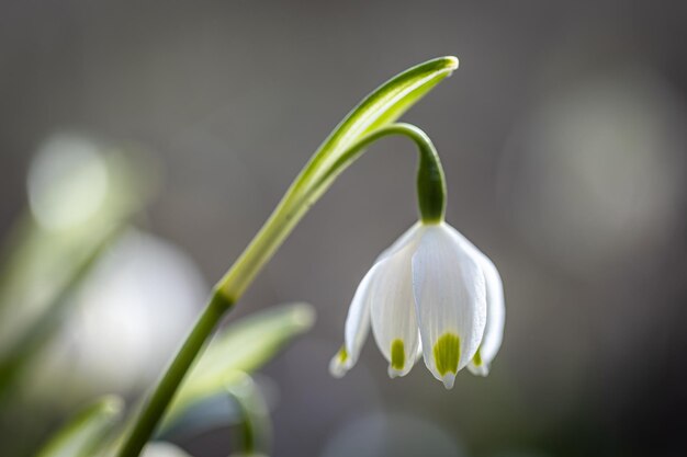 Close up snowdrops in the ground macro photography