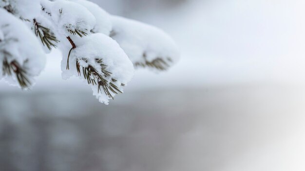 フィンランド、リーシトゥントゥリ国立公園の雪に覆われた木のクローズアップ