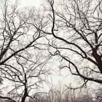 Free photo close-up of snowy trees without leaves