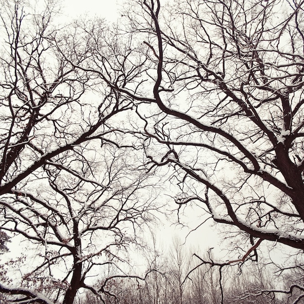 葉のない雪の木のクローズアップ
