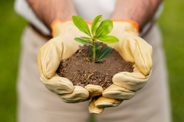 Close up soil sprout