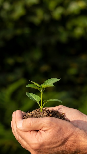 Close up soil sprout