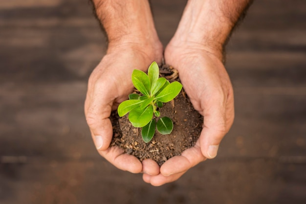 Close up soil sprout