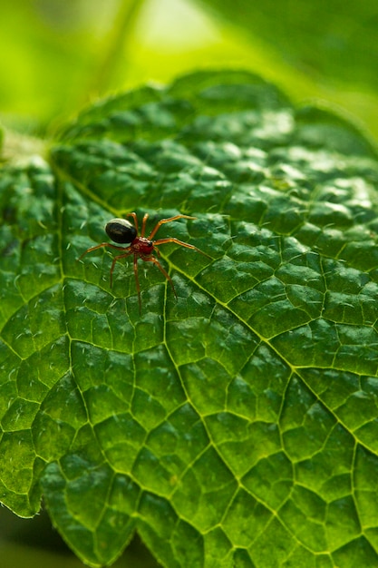 Free photo close-up spider on green leaf