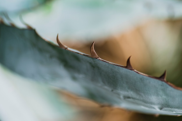 Free photo close-up spikes on cactus