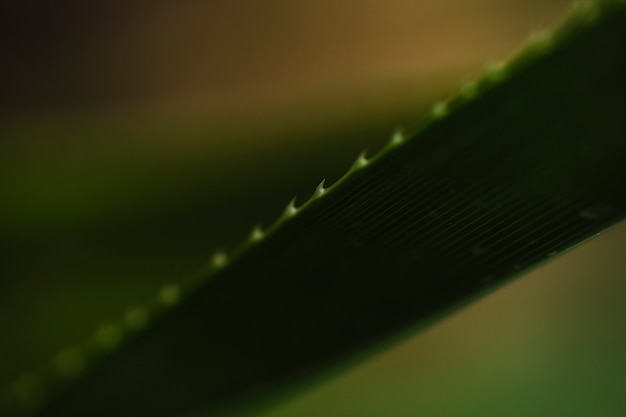 Close-up spiky leaf