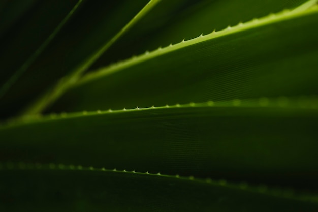 Free photo close-up spiky leaves