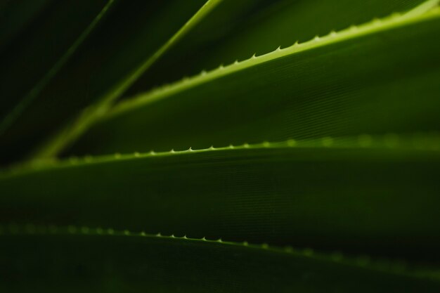 Close-up spiky leaves 